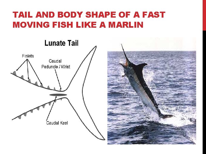 TAIL AND BODY SHAPE OF A FAST MOVING FISH LIKE A MARLIN TAIL AND BODY SHAPE OF A FAST MOVING FISH LIKE A MARLIN
