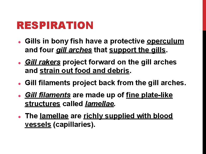 RESPIRATION Gills in bony fish have a protective operculum and four gill arches that RESPIRATION Gills in bony fish have a protective operculum and four gill arches that