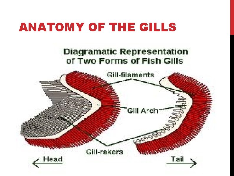 ANATOMY OF THE GILLS ANATOMY OF THE GILLS