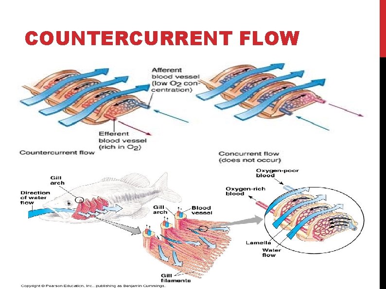 COUNTERCURRENT FLOW COUNTERCURRENT FLOW