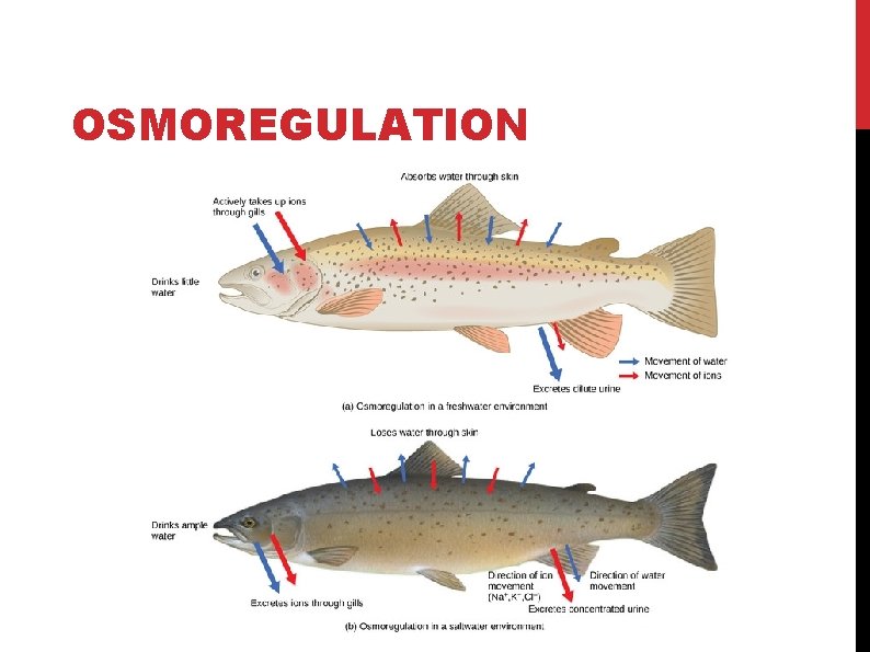 OSMOREGULATION OSMOREGULATION