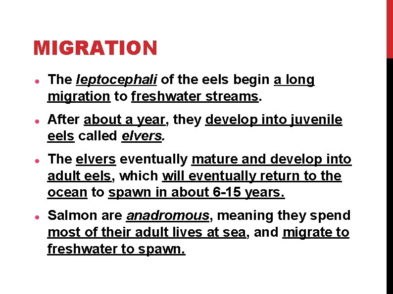 MIGRATION The leptocephali of the eels begin a long migration to freshwater streams. After MIGRATION The leptocephali of the eels begin a long migration to freshwater streams. After
