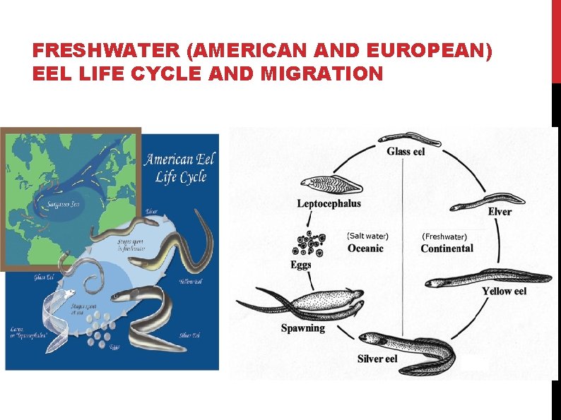 FRESHWATER (AMERICAN AND EUROPEAN) EEL LIFE CYCLE AND MIGRATION FRESHWATER (AMERICAN AND EUROPEAN) EEL LIFE CYCLE AND MIGRATION
