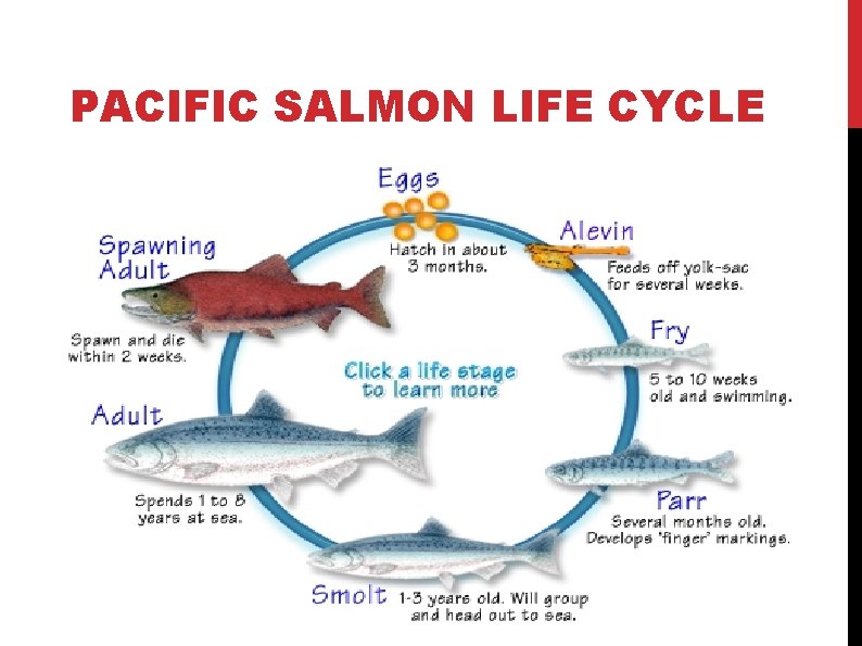 PACIFIC SALMON LIFE CYCLE PACIFIC SALMON LIFE CYCLE