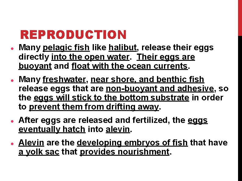 REPRODUCTION Many pelagic fish like halibut, release their eggs directly into the open water. REPRODUCTION Many pelagic fish like halibut, release their eggs directly into the open water.