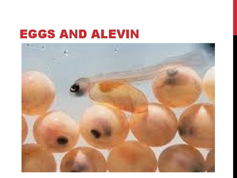 EGGS AND ALEVIN EGGS AND ALEVIN