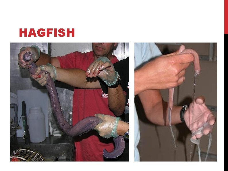 HAGFISH HAGFISH