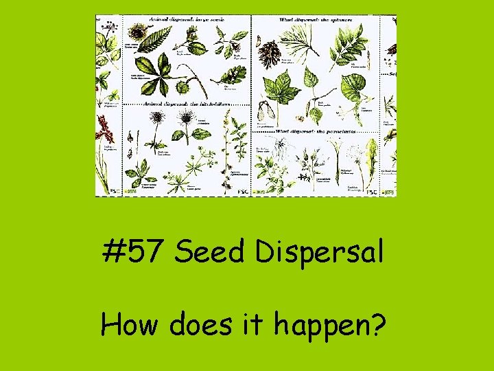 #57 Seed Dispersal How does it happen? 