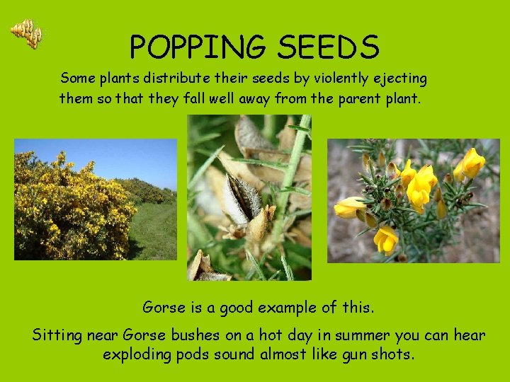 POPPING SEEDS Some plants distribute their seeds by violently ejecting them so that they