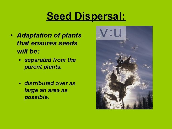 Seed Dispersal: • Adaptation of plants that ensures seeds will be: • separated from