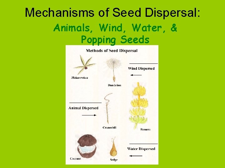 Mechanisms of Seed Dispersal: Animals, Wind, Water, & Popping Seeds 