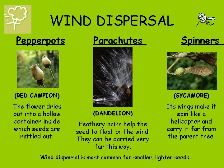 WIND DISPERSAL Pepperpots Parachutes Spinners (RED CAMPION) (SYCAMORE) The flower dries out into a