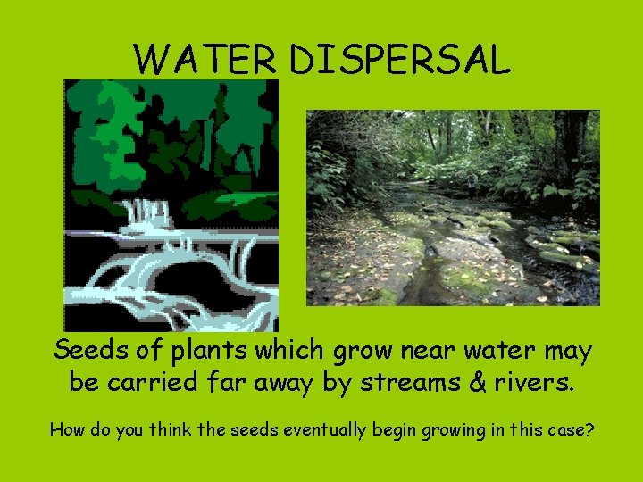 WATER DISPERSAL Seeds of plants which grow near water may be carried far away