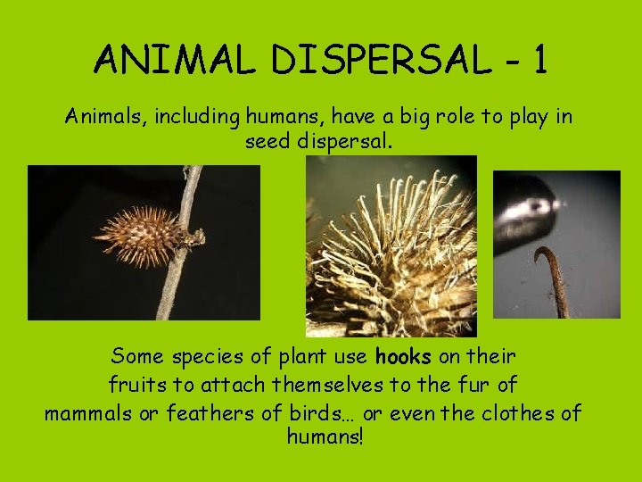ANIMAL DISPERSAL - 1 Animals, including humans, have a big role to play in