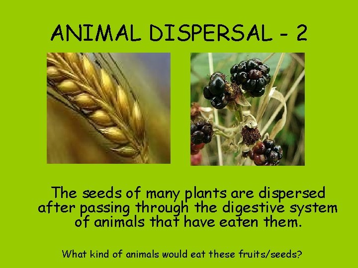 ANIMAL DISPERSAL - 2 The seeds of many plants are dispersed after passing through