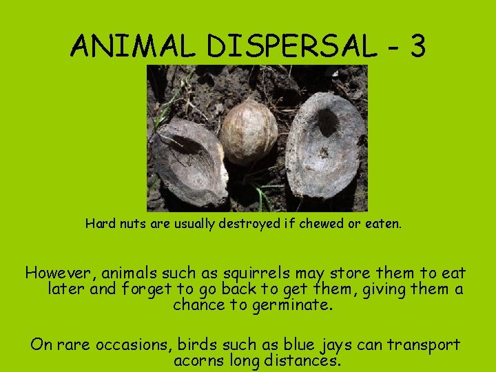 ANIMAL DISPERSAL - 3 Hard nuts are usually destroyed if chewed or eaten. However,