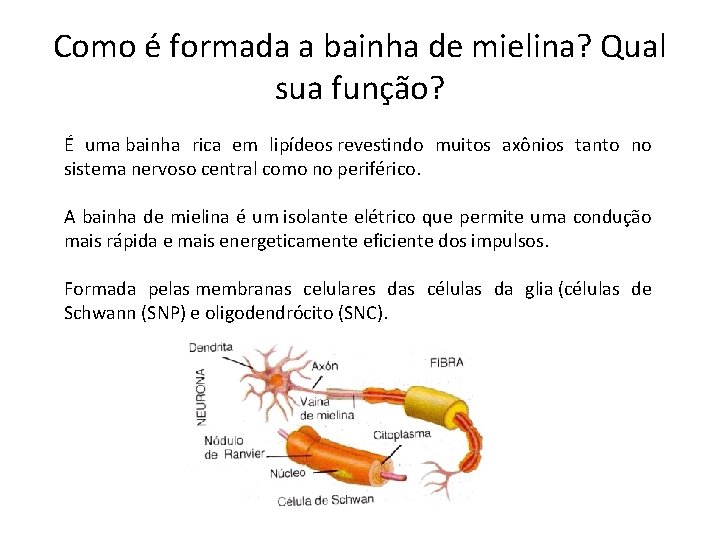 Como é formada a bainha de mielina? Qual sua função? É uma bainha rica