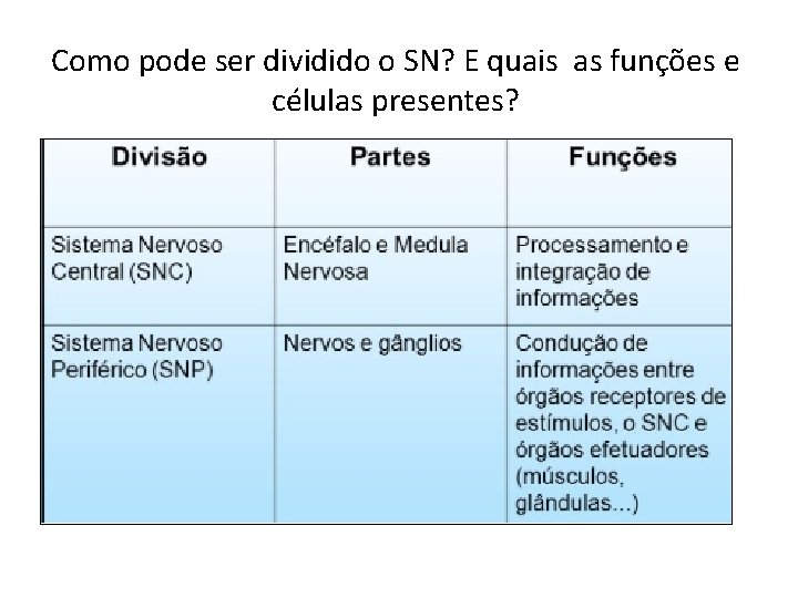 Como pode ser dividido o SN? E quais as funções e células presentes? 