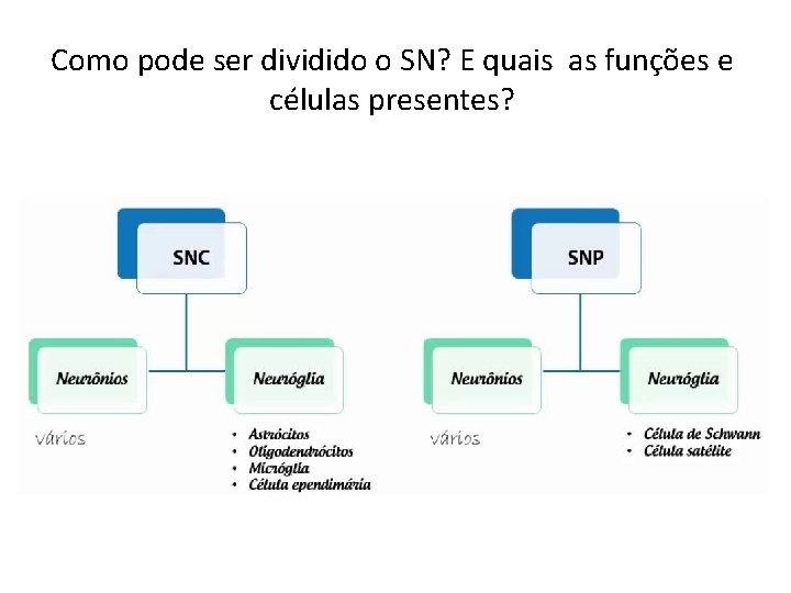 Como pode ser dividido o SN? E quais as funções e células presentes? 