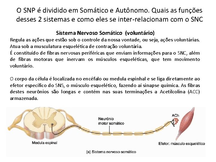 O SNP é dividido em Somático e Autônomo. Quais as funções desses 2 sistemas