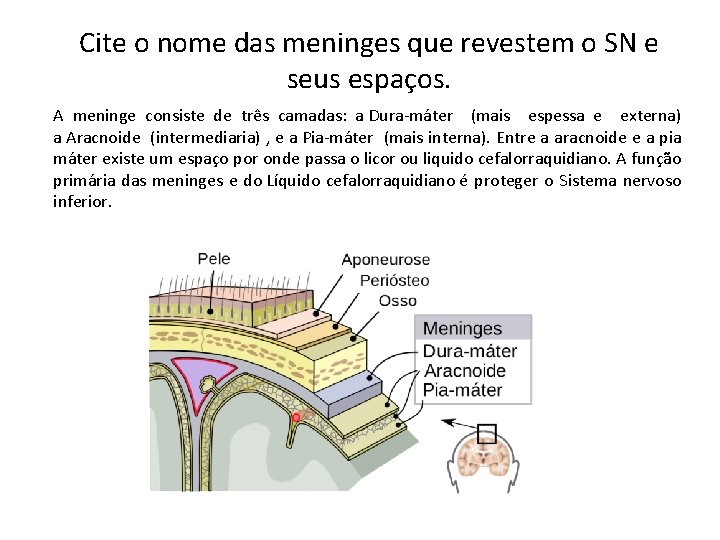 Cite o nome das meninges que revestem o SN e seus espaços. A meninge