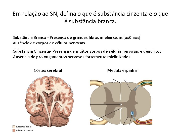 Em relação ao SN, defina o que é substância cinzenta e o que é