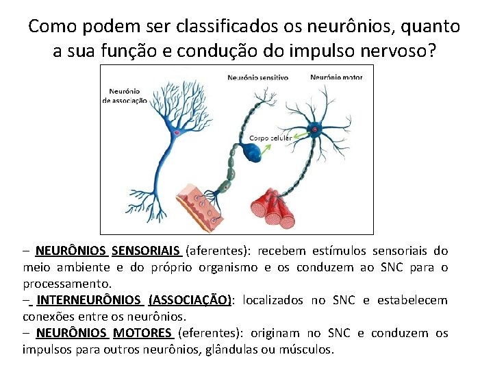 Como podem ser classificados os neurônios, quanto a sua função e condução do impulso