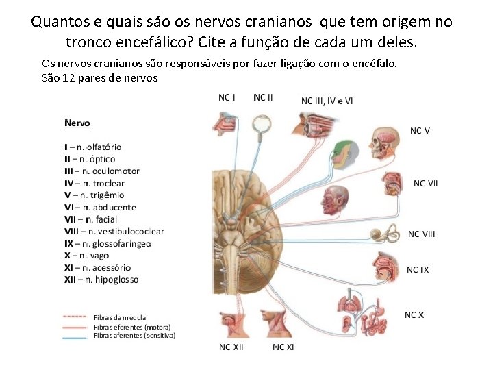 Quantos e quais são os nervos cranianos que tem origem no tronco encefálico? Cite