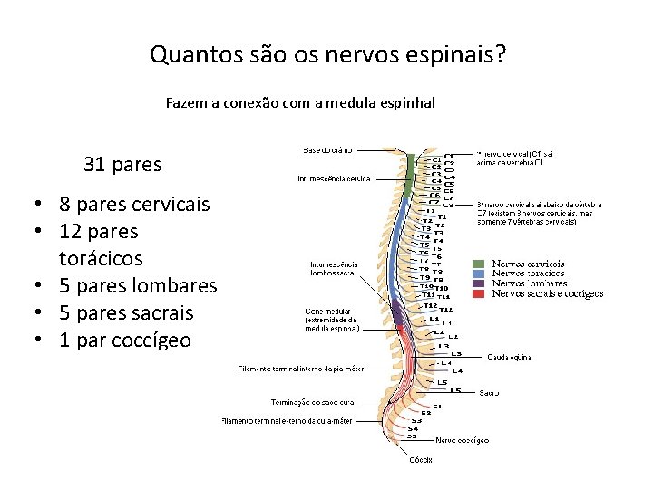 Quantos são os nervos espinais? Fazem a conexão com a medula espinhal 31 pares