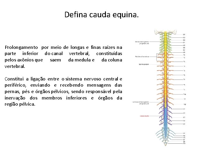 Defina cauda equina. Prolongamento por meio de longas e finas raízes na parte inferior