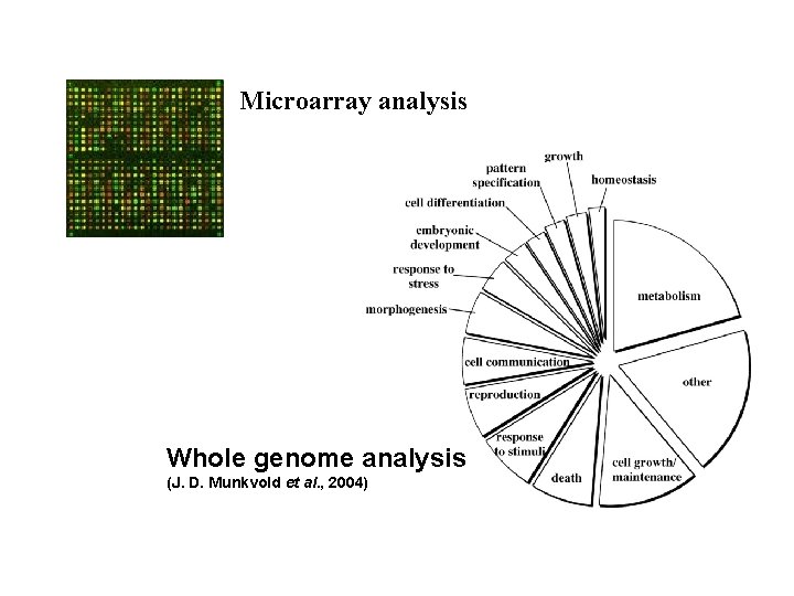 Microarray analysis Whole genome analysis (J. D. Munkvold et al. , 2004) 
