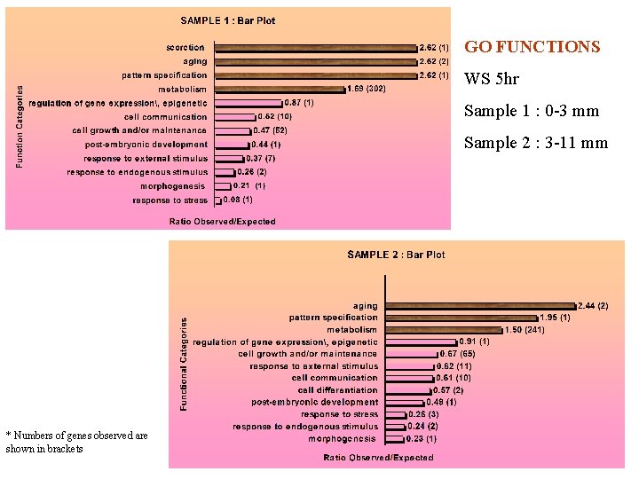 GO FUNCTIONS WS 5 hr Sample 1 : 0 -3 mm Sample 2 :