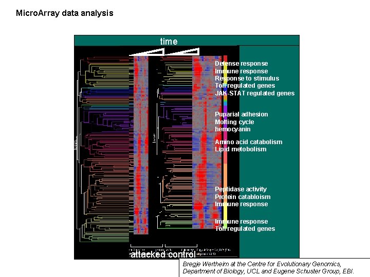 Micro. Array data analysis time Defense response Immune response Response to stimulus Toll regulated