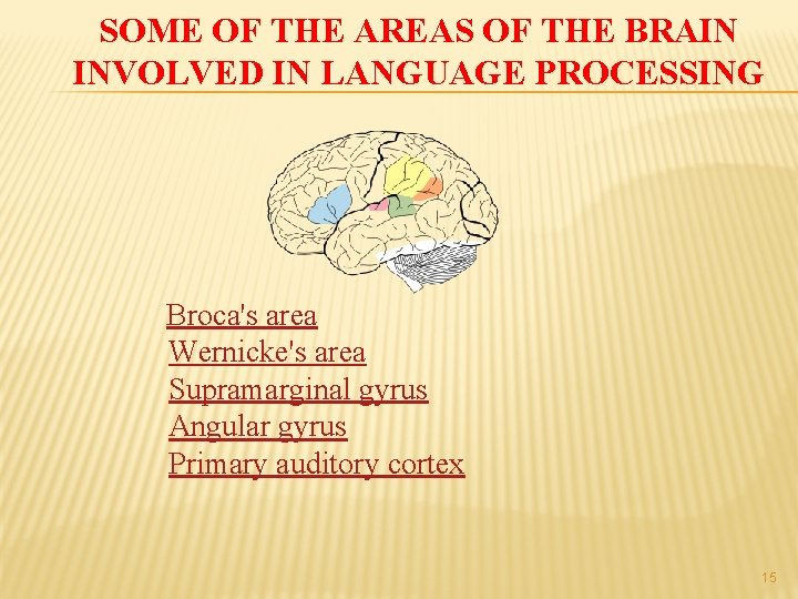 SOME OF THE AREAS OF THE BRAIN INVOLVED IN LANGUAGE PROCESSING Broca's area Wernicke's