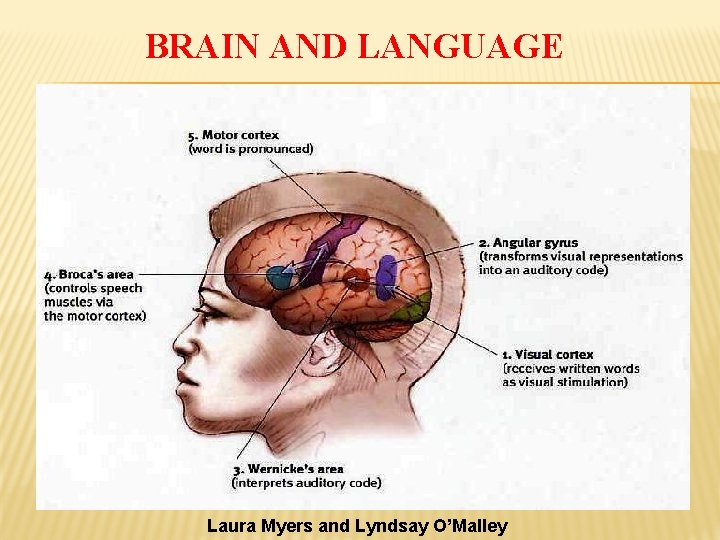 BRAIN AND LANGUAGE Laura Myers and Lyndsay O’Malley 