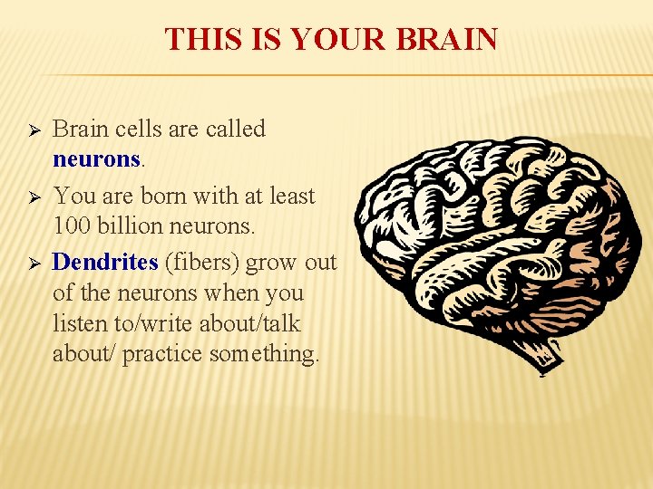 THIS IS YOUR BRAIN Ø Ø Ø Brain cells are called neurons. You are