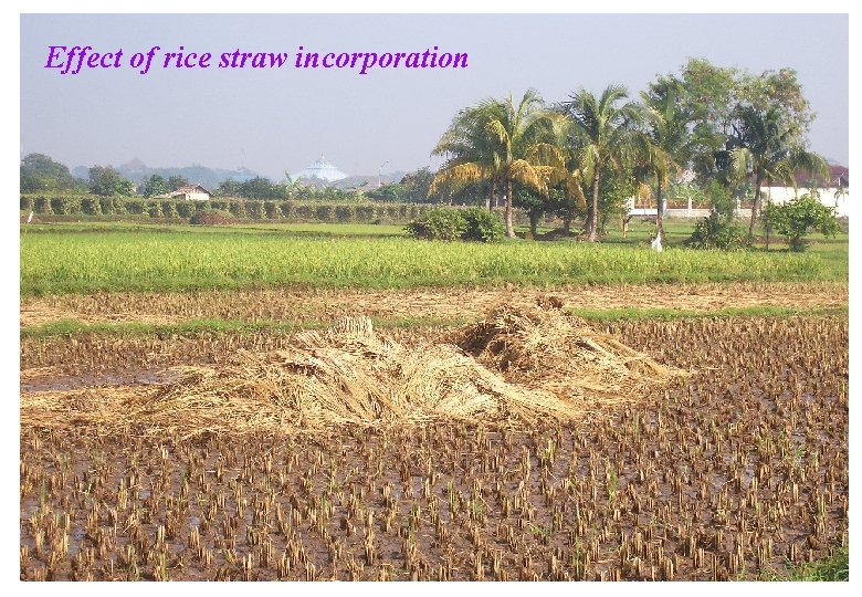 Effect of rice straw incorporation Effect of rice straw incorporation