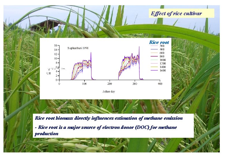 Effect of rice cultivar Rice root biomass directly influences estimation of methane emission - Effect of rice cultivar Rice root biomass directly influences estimation of methane emission -