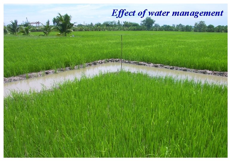 Effect of water management Effect of water management