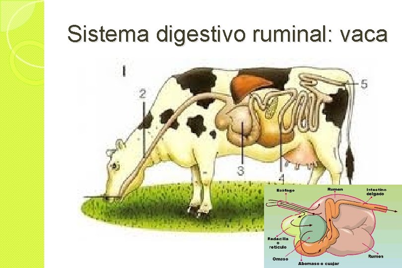 Sistema digestivo ruminal: vaca 