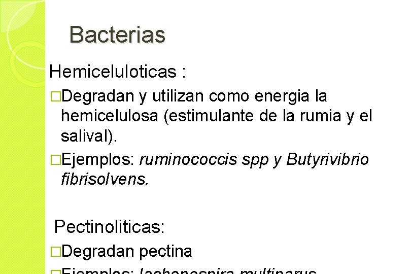 Bacterias Hemiceluloticas : �Degradan y utilizan como energia la hemicelulosa (estimulante de la rumia