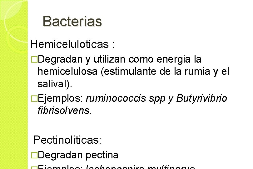 Bacterias Hemiceluloticas : �Degradan y utilizan como energia la hemicelulosa (estimulante de la rumia