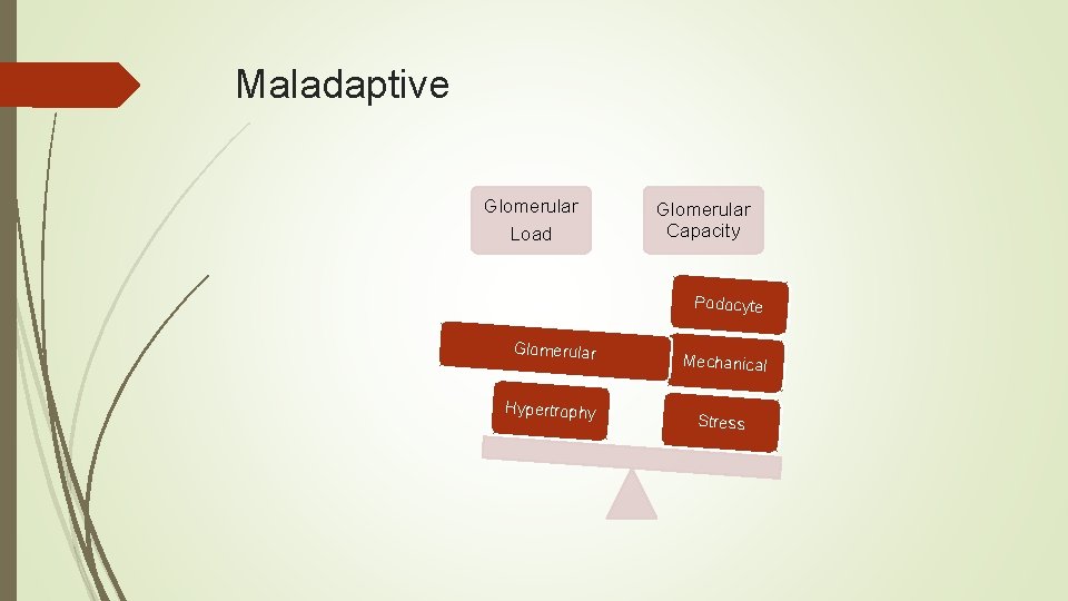 Maladaptive Glomerular Load Glomerular Capacity Podocyte Glomerular Hypertrophy Mechanical Stress 
