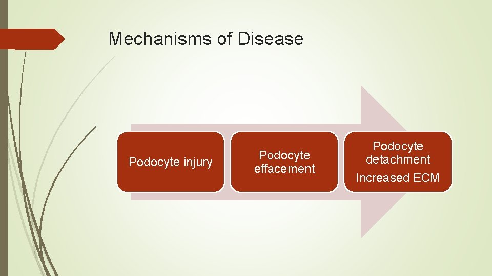 Mechanisms of Disease Podocyte injury Podocyte effacement Podocyte detachment Increased ECM Mechanisms of Disease Podocyte injury Podocyte effacement Podocyte detachment Increased ECM
