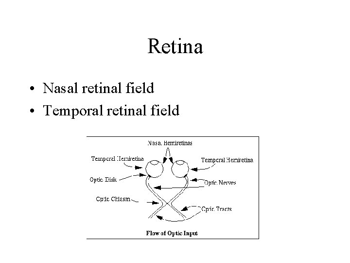 Retina • Nasal retinal field • Temporal retinal field 