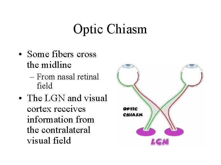 Optic Chiasm • Some fibers cross the midline – From nasal retinal field •