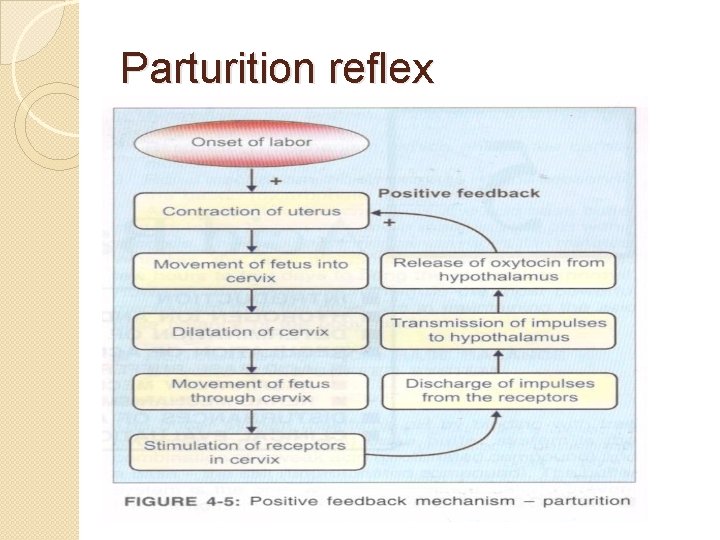 Parturition reflex 