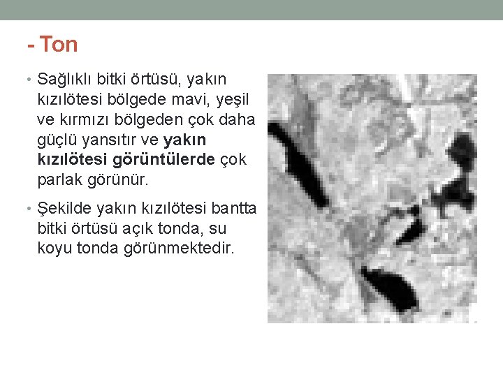 - Ton • Sağlıklı bitki örtüsü, yakın kızılötesi bölgede mavi, yeşil ve kırmızı bölgeden