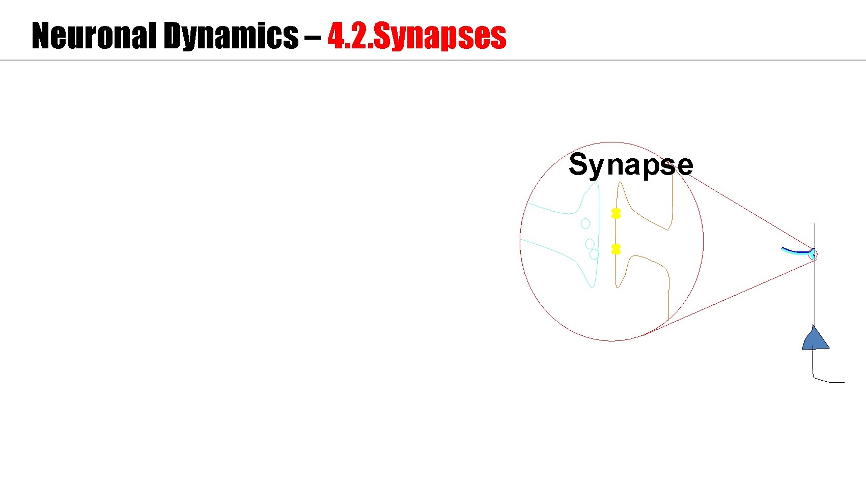 Neuronal Dynamics – 4. 2. Synapses Synapse 