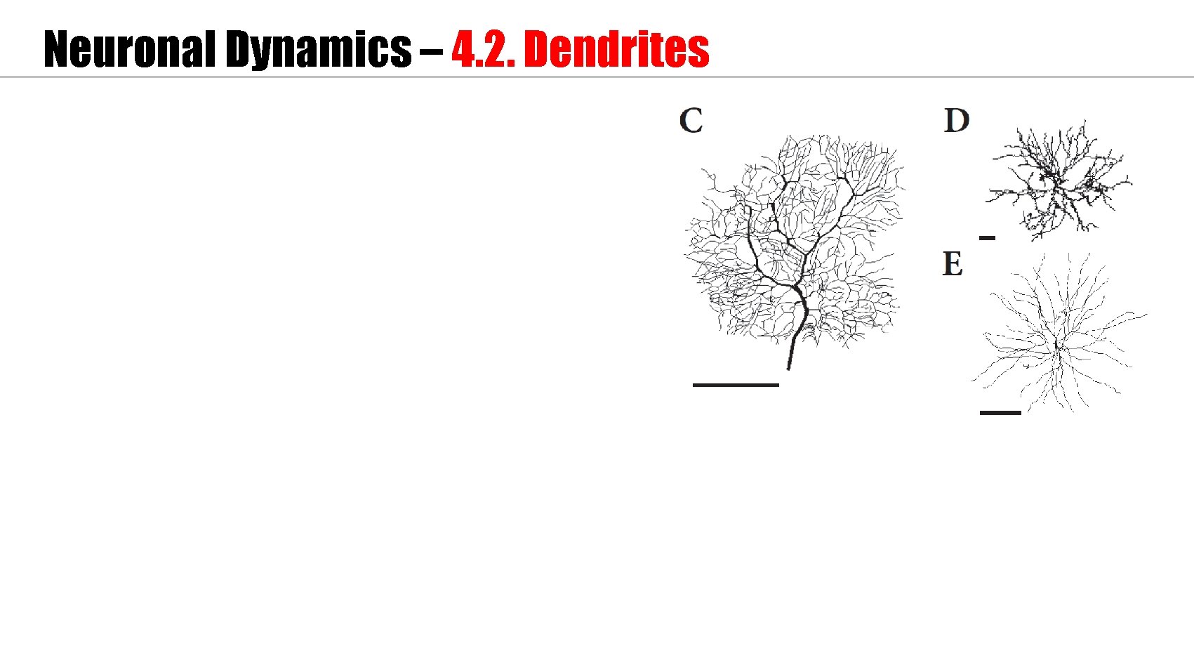 Neuronal Dynamics – 4. 2. Dendrites 